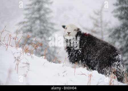 Herdwick Schafe im Tiefschnee. Winter-Ansicht im englischen Lake District Stockfoto