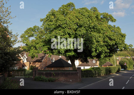 Englisch Walnussbaum (Juglans regia) mit Sommer Laub, in Barrow Street im Shropshire Stadt Much Wenlock gelegen. Stockfoto