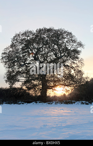 Schnee-Szene in Tolworth Gericht Äckern, Surrey England UK. Stockfoto