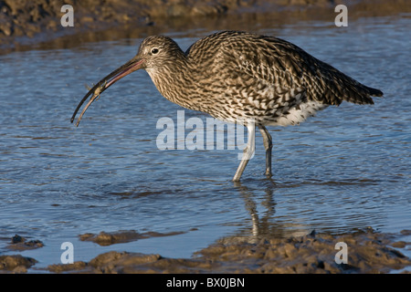 Curlew essen eine Krabbe in einem Hafen stream Stockfoto