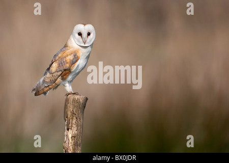 Barn Owl auf einem Urigen Post Stockfoto