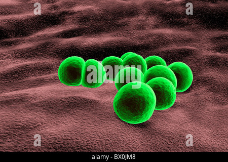 Staphylococcus Aureus-Bakterien (Cgi) Stockfoto