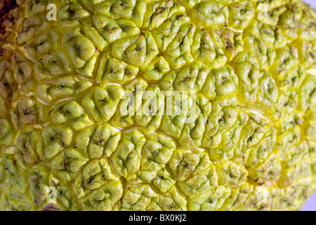 Osage-Orange, Pferd-Apfel, Bois D'Arc oder Bodark (Maclura Pomifera) Stockfoto