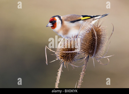 Europäische Stieglitz auf Karde Stockfoto