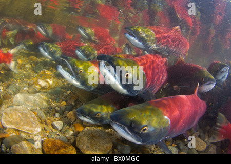 2010 Rekord Einstellung Sockeye Salmon Run her den Pazifik Adams River British Columbia zu laichen. Stockfoto