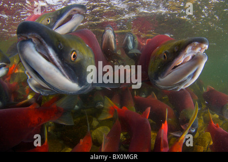 2010 Rekord Einstellung Sockeye Salmon Run her den Pazifik Adams River British Columbia zu laichen. Stockfoto