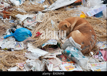 Indische Inukai mit Schlafen mange in einer Müllkippe in der Straße. Andhra Pradesh, Indien Stockfoto