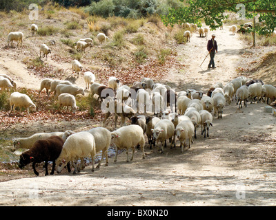 Hirte seine Herde auf dem Camino de Santiago, Spanien tendenziell. Stockfoto