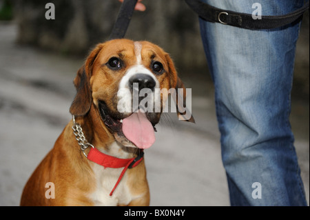 Boxer cross Cocker Spaniel Welpe Hund, dass niemand an der Leine Stockfoto