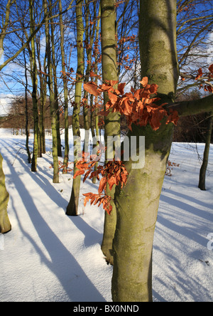 Braune Blätter und Baumstämme gegen weißen Schnee Stockfoto