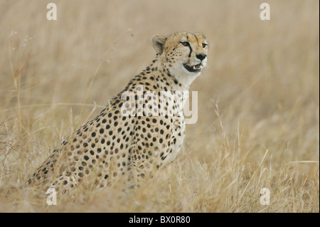 Gepard (Acinonyx Jubatus) eines der "drei Brüder" sitzen im hohen grass - Massai Mara - Kenia Stockfoto