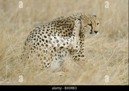 Gepard (Acinonyx Jubatus) einer der "drei Brüder" kratzen sich Kenia - Masai Mara - Stockfoto