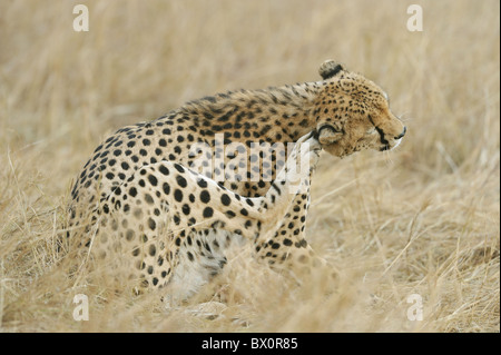 Gepard (Acinonyx Jubatus) einer der "drei Brüder" kratzen sich Kenia - Masai Mara - Stockfoto