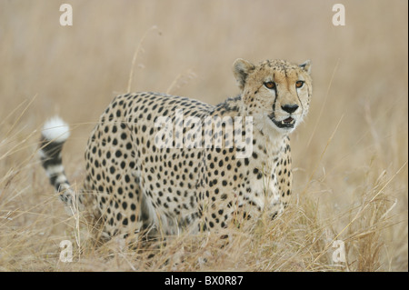 Gepard (Acinonyx Jubatus) einer der "drei Brüder" im hohen grass - Massai Mara - Kenia Stockfoto