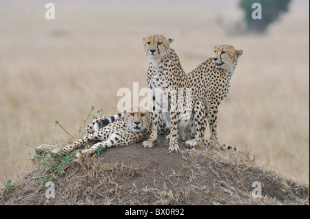 Gepard (Acinonyx Jubatus) die "drei Brüder" ruht auf einer Termite Hügel - Massai Mara - Kenia Stockfoto