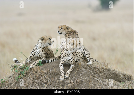 Gepard (Acinonyx Jubatus) die "drei Brüder" ruht auf einer Termite Hügel - Massai Mara - Kenia Stockfoto