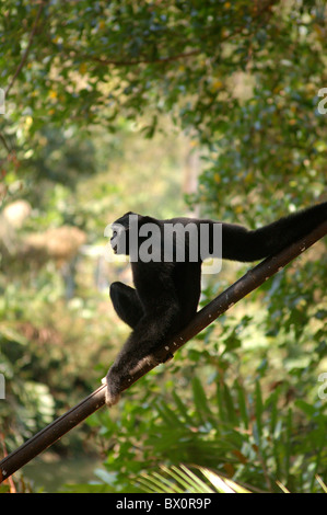 Schwarzen Gibbon auf einem Bambus-Zweig Stockfoto