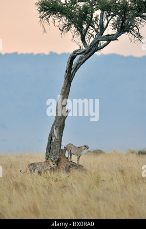 Gepard (Acinonyx Jubatus) zwei der "drei Brüder" Stand in der Nähe eines Baumes vor beginnen zu jagen - Massai Mara - Kenia Stockfoto