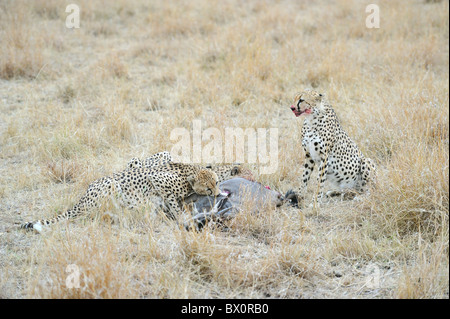 Gepard (Acinonyx Jubatus) die "drei Brüder" Essen ihre Beute, eine GNU - Massai Mara - Kenia Stockfoto