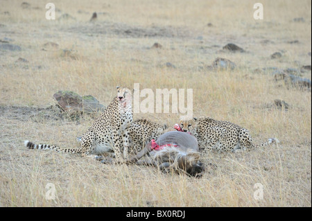 Gepard (Acinonyx Jubatus) die "drei Brüder" Essen ihre Beute, eine GNU - Massai Mara - Kenia Stockfoto