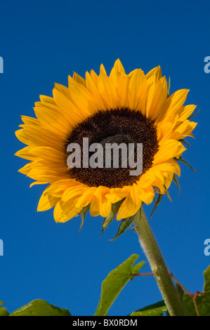 Eine Sonnenblume kontrastiert von einem tiefblauen Himmel Stockfoto