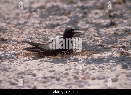 Braune Noddy Vogel Tetiaroa Französisch-Polynesien Seevogel Stockfoto