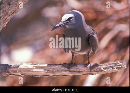 Braune Noddy Vogel Tetiaroa Französisch-Polynesien Seevogel Stockfoto