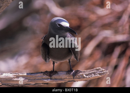 Braune Noddy Vogel Tetiaroa Französisch-Polynesien Seevogel Stockfoto