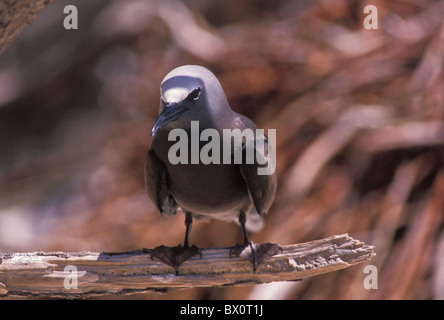 Braune Noddy Vogel Tetiaroa Französisch-Polynesien Seevogel Stockfoto