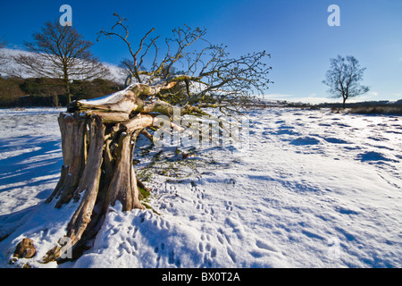 Der erste Schnee des Winters auf dem Landgut Longshaw, Peak District National Park Stockfoto