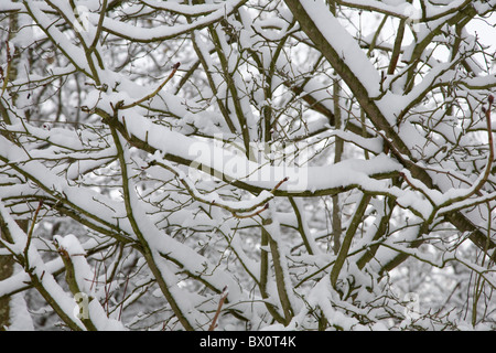 Äste mit Schnee bedeckt Stockfoto