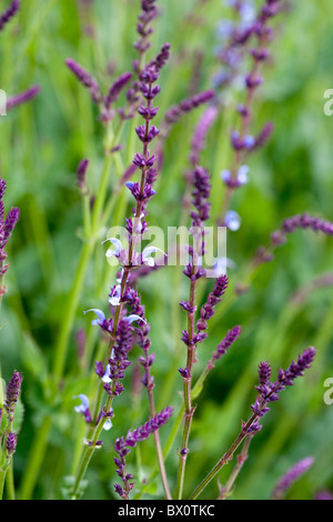 Salvia Superba "Liebe Anja" Stockfoto