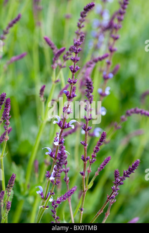 Salvia Superba "Liebe Anja" Stockfoto