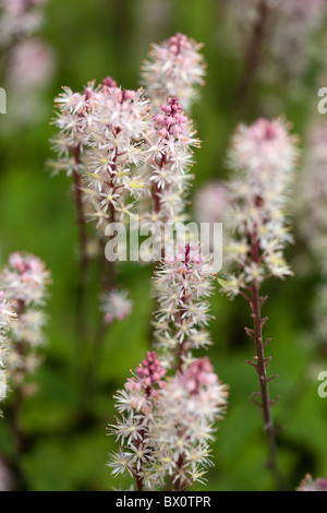 Nahaufnahme von Schaum Blumen, Tiarella wherryi Stockfoto