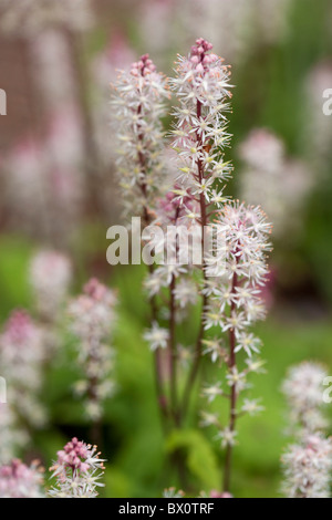 Nahaufnahme von Schaum Blumen, Tiarella wherryi Stockfoto