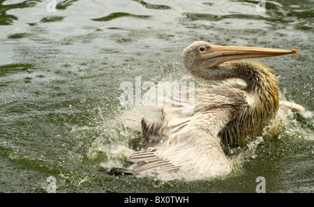 Pelican landing Stockfoto