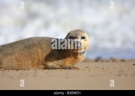 Grey seal Pup auf Buche Stockfoto