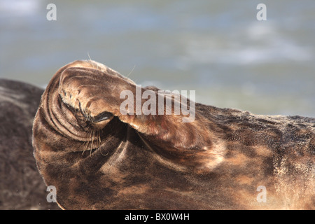 Dichtung auf East Norfolk Buche Stockfoto