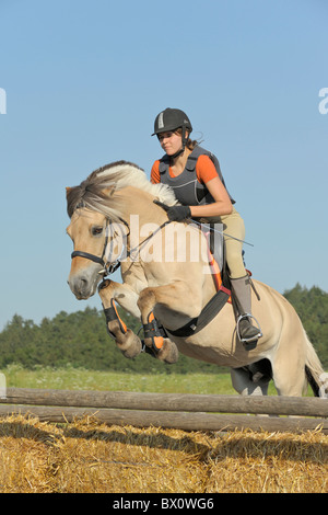 Junge Reiter springen auf Rückseite des norwegischen Pferd Stockfoto