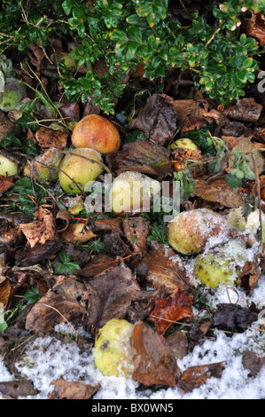 Windfall Äpfel und Blätter bedeckt mit einer leichten Prise Herbst Schnee in einem englischen Garten 2010. Stockfoto