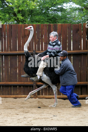 Touristisches Reiten ein Strauß in eine Straußenfarm, Oudtshoorn, Provinz Westkap, Südafrika. Stockfoto