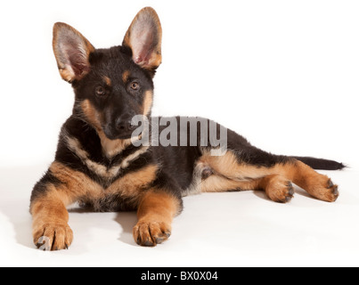 Ein 11 Wochen alter deutscher Schäferhund Welpe liegend Stockfoto