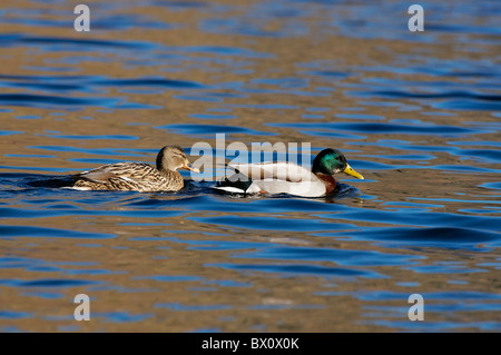 Ein paar Stockenten auf Llyn Gwynant, Snowdonia Stockfoto