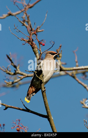 Ein Seidenschwanz saß in einem Baum Stockfoto