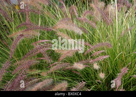 Afrikanische Fountain Grass, Lampenputzergras Setaceum, Poaceae. Western Cape, Südafrika. Stockfoto