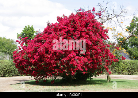 Bougainvillea SP., Nyctaginaceae. Stammt aus Brasilien, Peru und Argentinien, Südamerika. Stockfoto