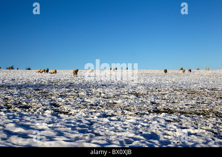 Eine Herde Schafe weiden unter schwerem Schnee und blauem Himmel auf einer Yorkshire Hilltop farm Stockfoto