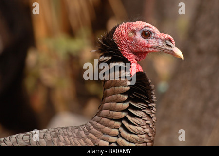 Ein wilder Truthahn in einer königlichen Pose. Stockfoto