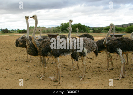 Weibliche Strauße (Struthio Camelus, Struthionidae) in eine Straußenfarm, Oudtshoorn, Provinz Western Cape, Südafrika. Stockfoto