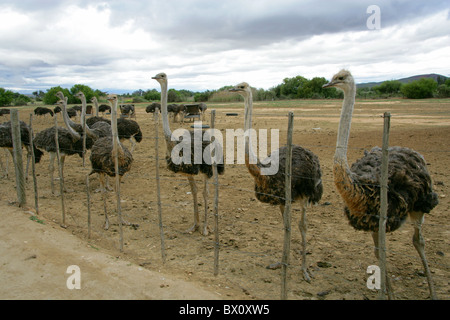 Weibliche Strauße (Struthio Camelus, Struthionidae) in eine Straußenfarm, Oudtshoorn, Provinz Western Cape, Südafrika. Stockfoto